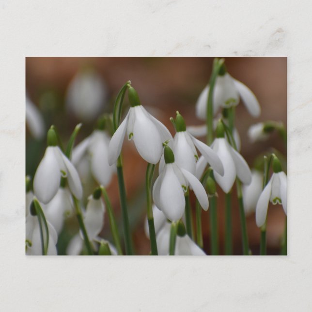 Snödroppar  vykort (Framsida)