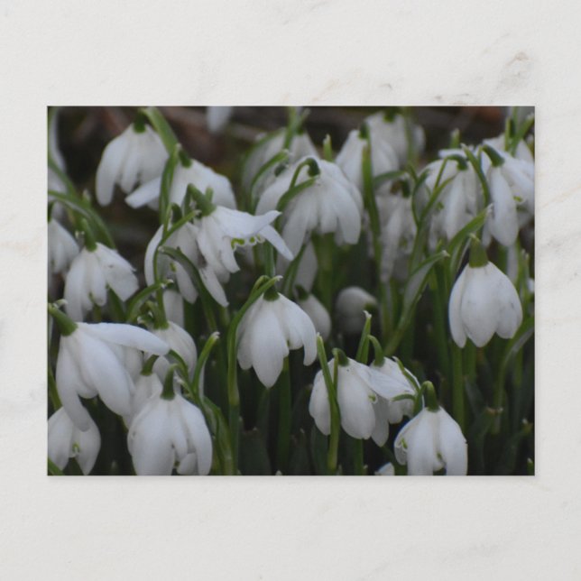 Snödroppar  vykort (Framsida)