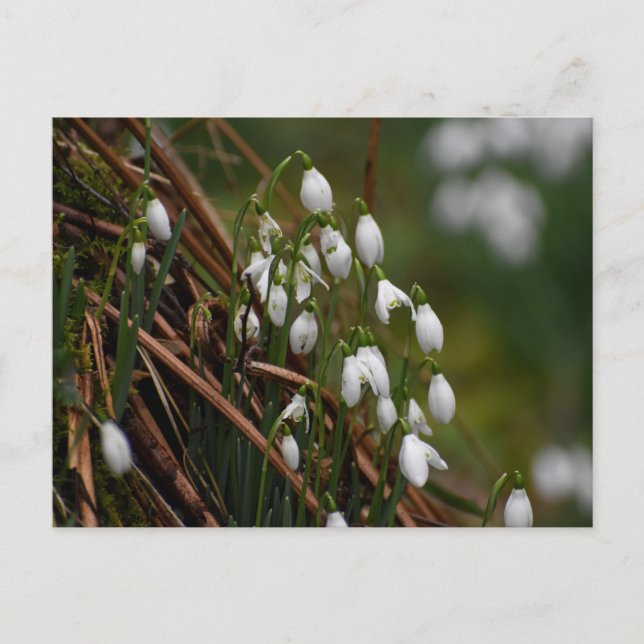 Snödroppar  vykort (Framsida)