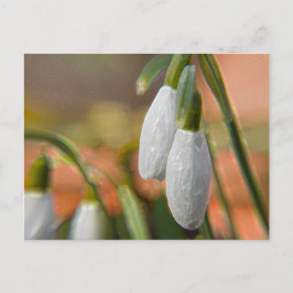 Snödroppar Vykort