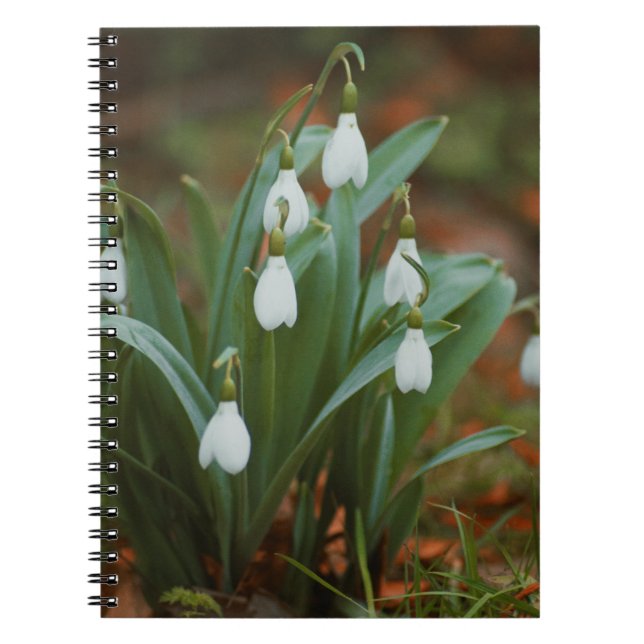 Snödroppblommor Spiral Fotbok - bärbar dator Anteckningsbok (Framsidan)