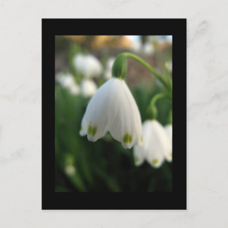Snödroppe Blomma Postkort Vykort