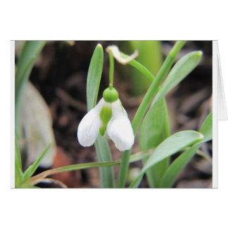 Snödroppe - fågelblomma - januari hälsningskort