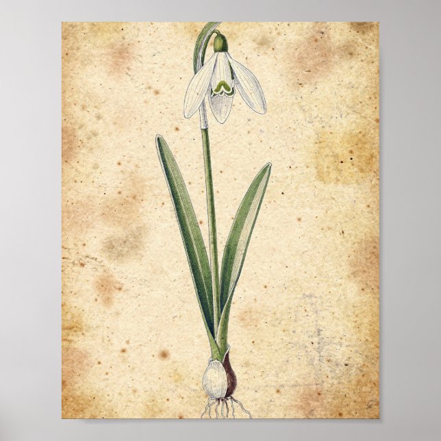 Snödropsblomma och lök Botanisk Poster (Framsidan)