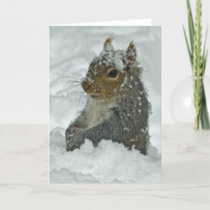 Snöekorre Kort