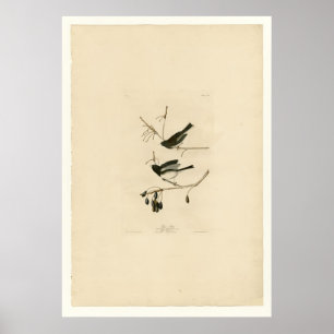 Snöfågel Poster