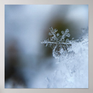 Snöflingor Closeup Poster