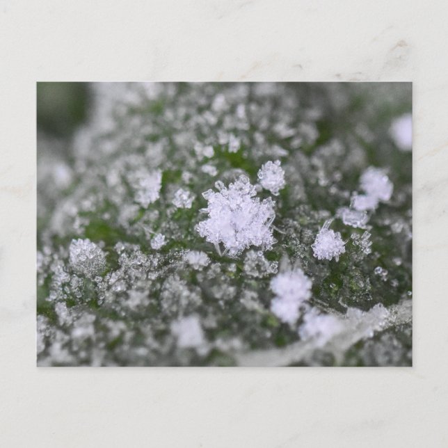 Snöflingor  vykort (Framsida)