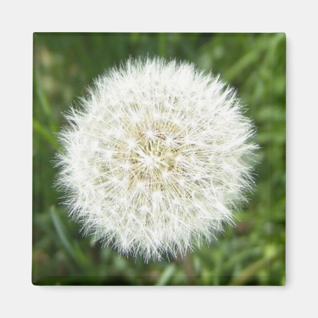 Snöflingtorkad dandelion magnet (Framsidan)