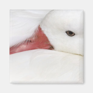 Snögås Chen caerulescens Magnet