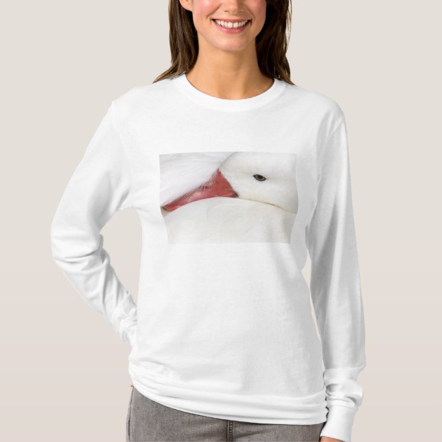 Snögås Chen caerulescens T-shirt (Framsida)