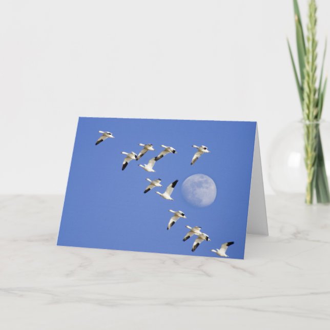 Snögäss tar flyg vid Freezeout Lake NWR Kort (Framsida)