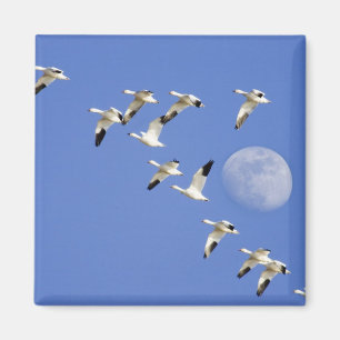 Snögäss tar flyg vid Freezeout Lake NWR Magnet