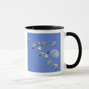 Snögäss tar flyg vid Freezeout Lake NWR Mugg