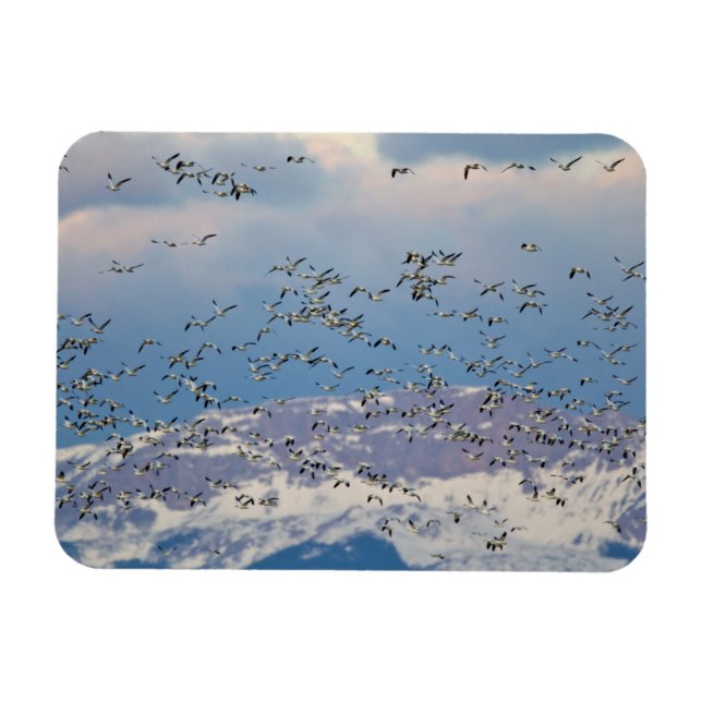 Snögäss under vårflyttningen magnet (Horisontell)