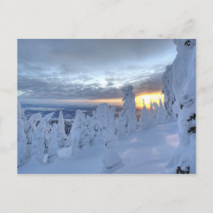 Snöghoster vid solnedgången i Whitefish Mountain Vykort