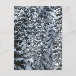 Snögransträdsstruktur Vykort