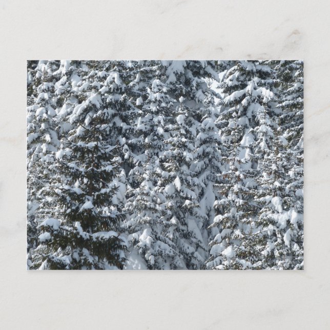 Snögransträdsstruktur Vykort (Framsida)
