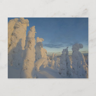 Snögraver vid solnedgång på Whitefish Mountain 2 Vykort