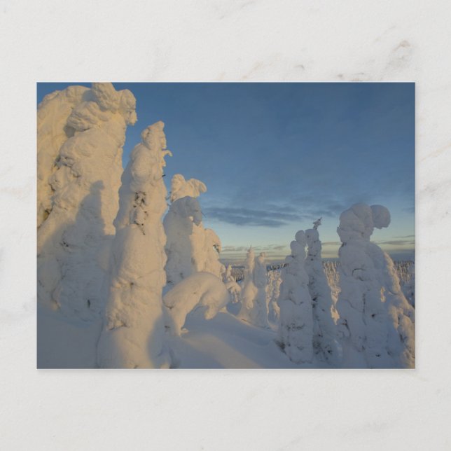 Snögraver vid solnedgång på Whitefish Mountain 2 Vykort (Framsida)