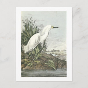Snöhägre av Audubon Vykort
