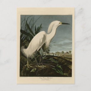 Snöhägre (Egret) - Audubons Fåglar i Amerika Vykort