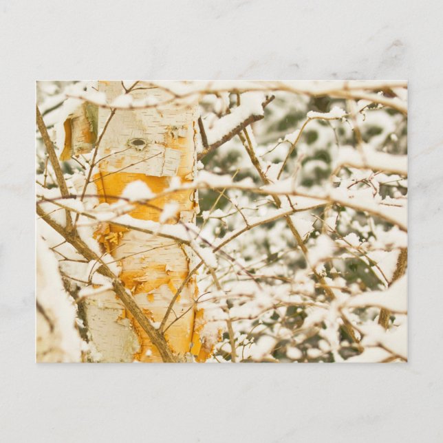Snöig Björk Vykort (Framsida)