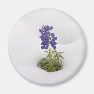 Snöig Bluebonnet - magnet