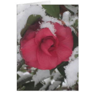 Snöig Camellia OBS Kort
