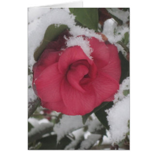 Snöig Camellia OBS Kort