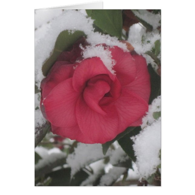 Snöig Camellia OBS Kort (Framsidan)
