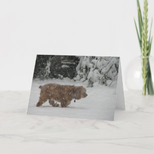 Snöig cockerspanielSpaniel Helgkort
