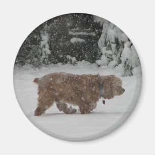 Snöig cockerspanielSpaniel Magnet