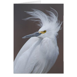 Snöig Egret (Egrettathulaen) Hälsningskort