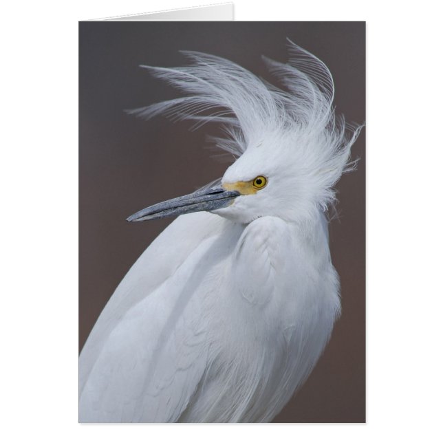 Snöig Egret (Egrettathulaen) Hälsningskort (Framsidan)