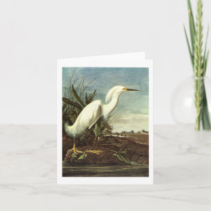 Snöig Egret, John James Audubon Kort