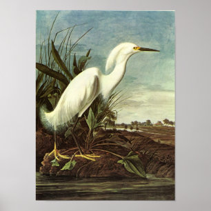 Snöig Egret, John James Audubon Poster