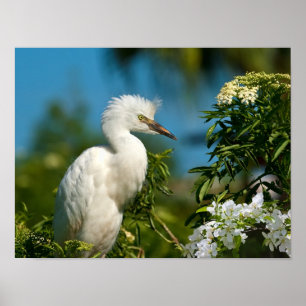 Snöig Egret med blommor tryck eller affisch