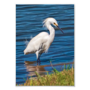 Snöig Egret på damm Fototryck