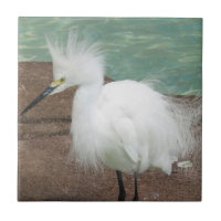 Snöig Egrets belägger med tegel