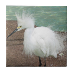 Snöig Egrets belägger med tegel Kakelplatta