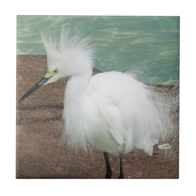 Snöig Egrets belägger med tegel Kakelplatta (Framsidan)