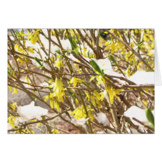Snöig Forsythia Hälsningskort