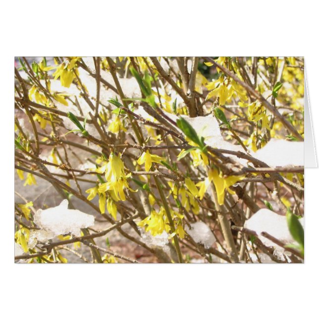 Snöig Forsythia Hälsningskort (Framsidan Horizontal)