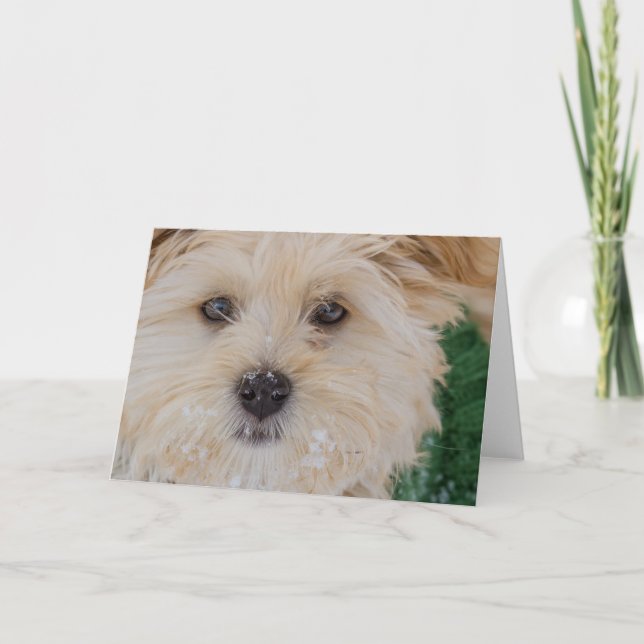 Snöig Havanese valpkort Helgkort (Framsida)