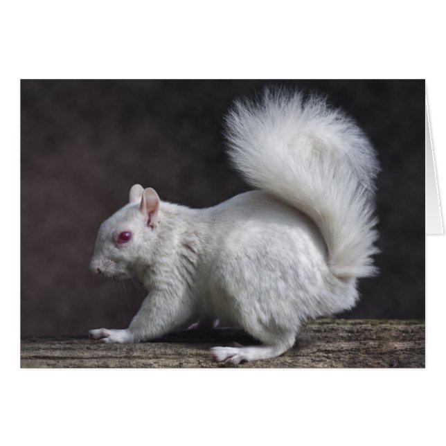 Snöig kort (Framsidan Horizontal)