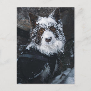 Snöig röd Border Collie med vinterjacka Vykort