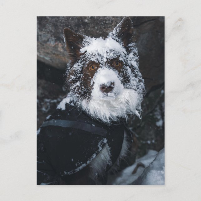 Snöig röd Border Collie med vinterjacka Vykort (Framsida)