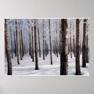Snöig sagaskog poster
