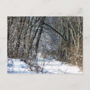 Snöig skogenvykort vykort